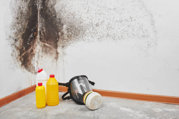 Best Toxic Mold Removal  in Bonanza, GA