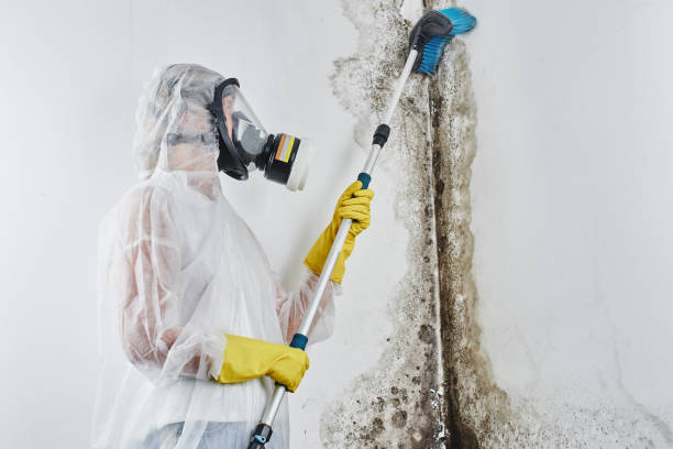 Best Certified Mold Removal  in Bonanza, GA