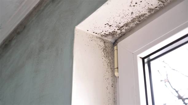 Mold Removal Process in Bonanza, GA