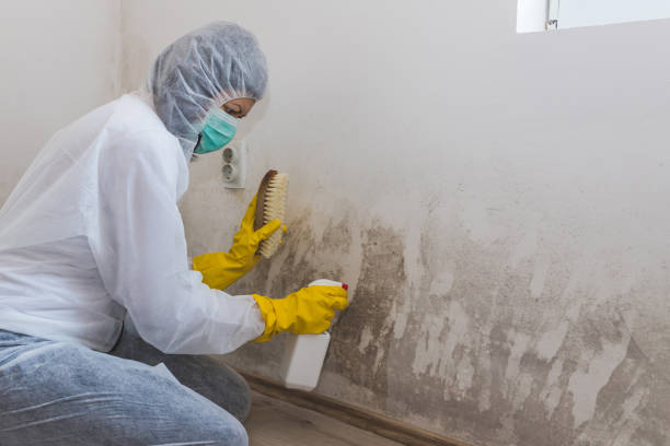 Best Mold Inspection  in Bonanza, GA