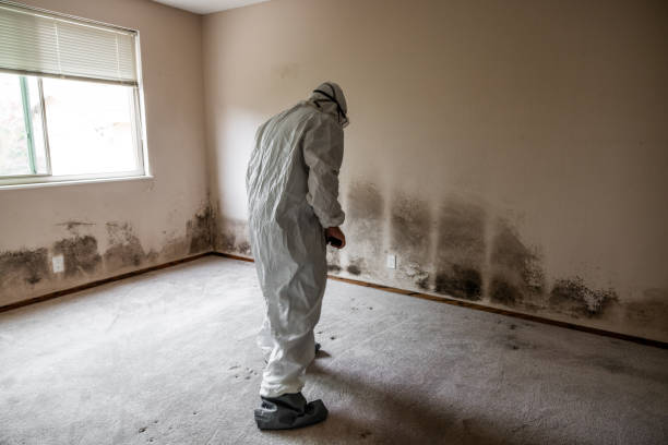 Best Emergency Mold Removal  in Bonanza, GA