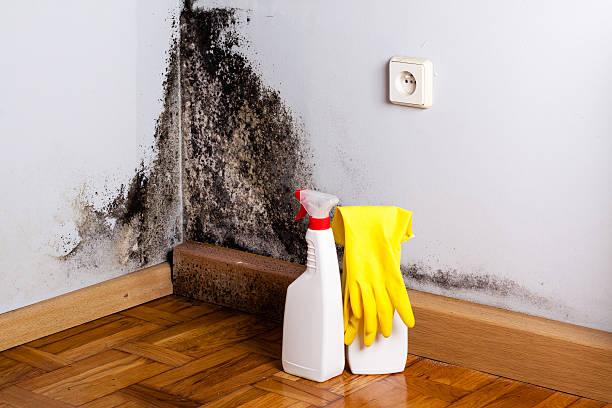 Best Affordable Mold Removal  in Bonanza, GA